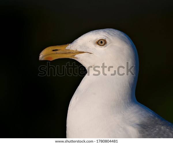 Seagull Head Closeup Profile View Blur Stock Photo (Edit Now) 1780804481