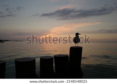 Seagull Heiligenhafen Sunset Balticsea on wooden stake
