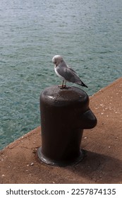 Seagull - Herring Gull sitting on a  mooring bollard along the water edge at Navy Pier's waterfront boardwalk in Chicago, Illinois, USA - Shutterstock ID 2257874135
