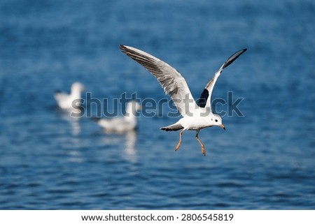 A seagull hovers above the water while other birds swim nearby. The sun shines bright on the clear blue water.