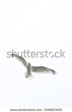 Similar – Image, Stock Photo Crane flying over a field in front of a group of trees