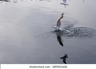 Seagull Hunted The Fish Underwater And Flying Again