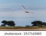 Seagull hunting diving and searching for food on a beach with seaweed and flying