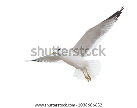 Seagull inhabiting the coast of the Caspian Sea. In flight. Isolated.
