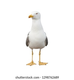 Seagull, isolated on white background