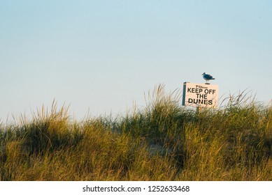 332 Fire Island National Seashore Images, Stock Photos & Vectors ...