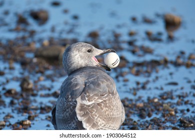 Seagull Keeping A Golf Ball And Flying In The Air.　　　 