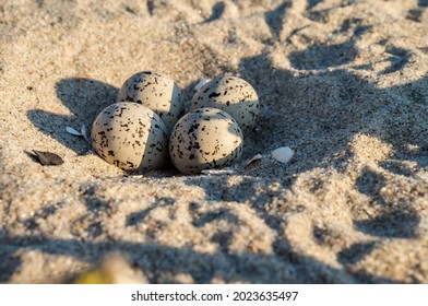 3,454 Seagull eggs Images, Stock Photos & Vectors | Shutterstock