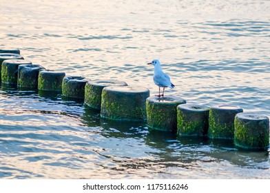 Seagull (Laridae) Sitting On Wooden Groins Covered With Yellow-green Algae (Xanthophyceae).