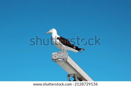 A seagull (Latin La rus) sitting on the antenna of the ship against the blue sky on a clear sunny day. Animals birds ornithology nature.