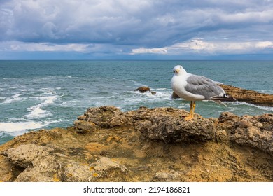 Seagull Looking At The Camera Making A Funny Gesture With The Sea In The Background. Funny Joke Concept.