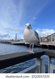 Seagull looking at camera in Seattle
