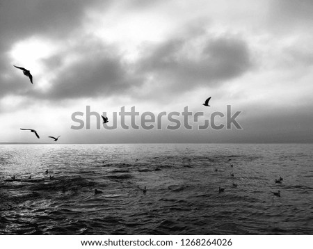 Similar – Surfin Bird Environment