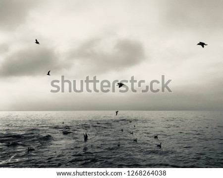 Similar – Surfin Bird Environment