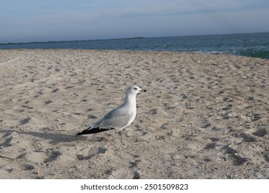 seagull looking forward on the beach sandy beach ocean background landscape beach wildlife - Powered by Shutterstock