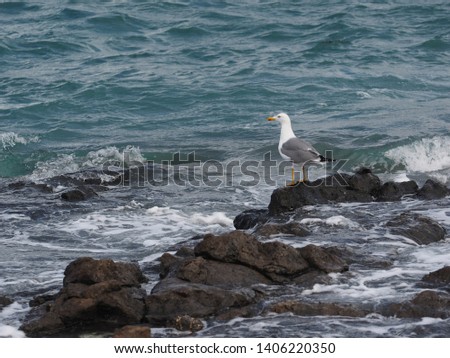 seagull looking out to sea