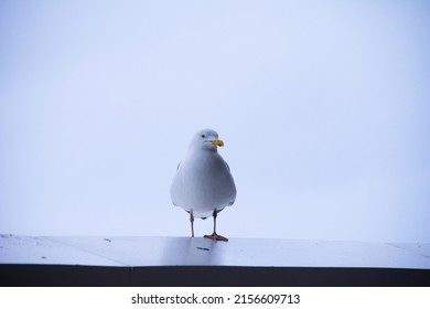 Seagull Looking At People Outside Of Tate Museum