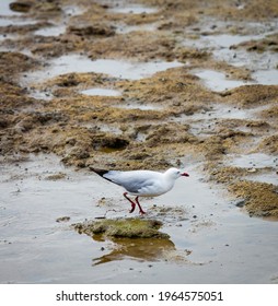 A Seagull Looking For Something To Eat Near Cairns Lagoon. 