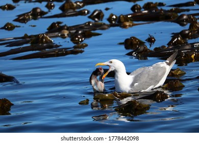 Seagull Loses Grip On Fish