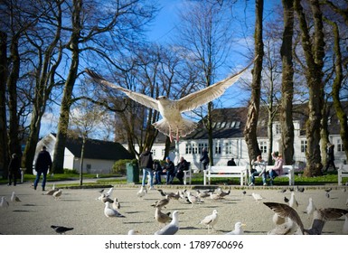 Seagull Mid-flight In Busy Town Square                       