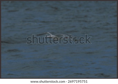 ​A seagull in mid-flight soaring low over the choppy, dark blue surface of the sea. A dynamic close-up of marine wildlife and natural movement over the ocean.