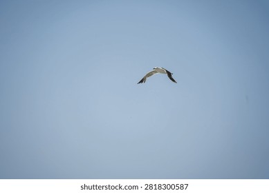 A seagull in mid-flight, soaring through a clear, uncluttered light blue sky on a bright day.