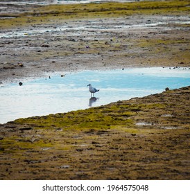 A Seagull Near Cairns Lagoon