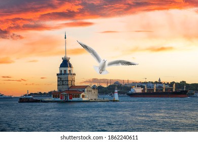 Seagull near Maiden Tower (kiz kulesi) at summer evening with cloudy sky in Istanbul Turkey