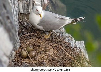  A Seagull In A Nest On Eggs On A Rocky Shore. Laridae.