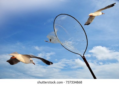 Seagull with net on blue sky