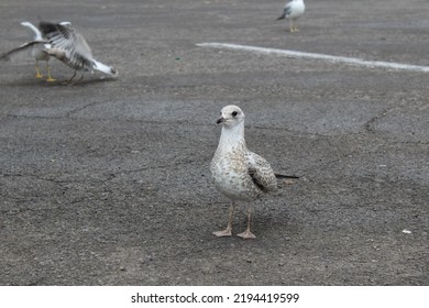 Seagull At Niagara Falls State Park Parking Lot, Goat Isaland