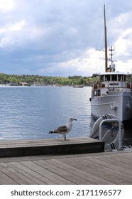 Seagull In Norway, Oslo City