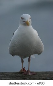 seagull observing the day