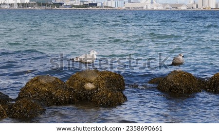Seagull ocean balticsea danmark europe city