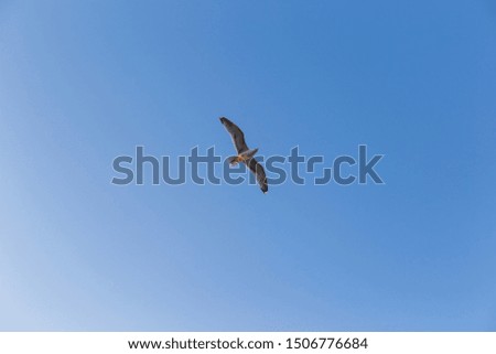 Similar – white-tailed eagle Hunting