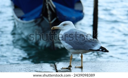 seagull on the bank of a canal in Venice, next to a gondola.