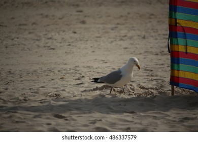 Seagull on the beach