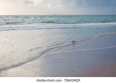 Seagull on the beach