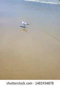 Seagull on the beach. City Beach, Rockaway beach, New York. Quiet and empty beach