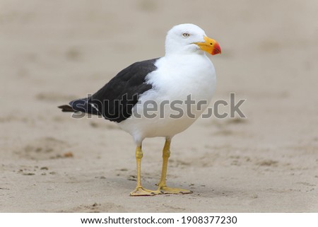 seagull on the beach. Close up.