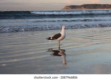 Seagull On The Beach At Coronado Island