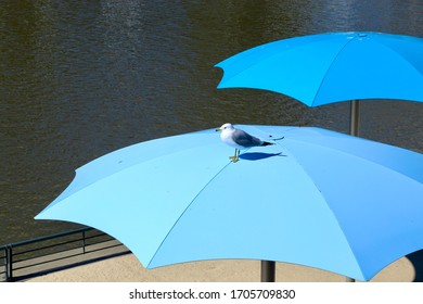 beach umbrella montreal