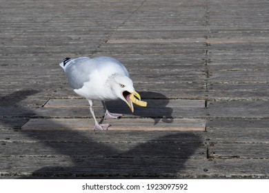 Seagull On Brighton Pier Eating A Potato Chip.