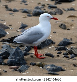 Seagull On The Coast, Paihia, Bay Of Islands, Far North District, North Island, New Zealand