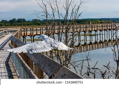 a seagull on display and ready to fly and flying in Olympia Washington on July 3rd 2018