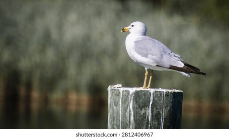 A seagull on a dock piling