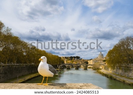 Seagull on the embankment of the Tiber river against the historical cityscape of Rome, Italy. View of Vatican City from Sant Angelo Bridge. Beautiful travel picture.