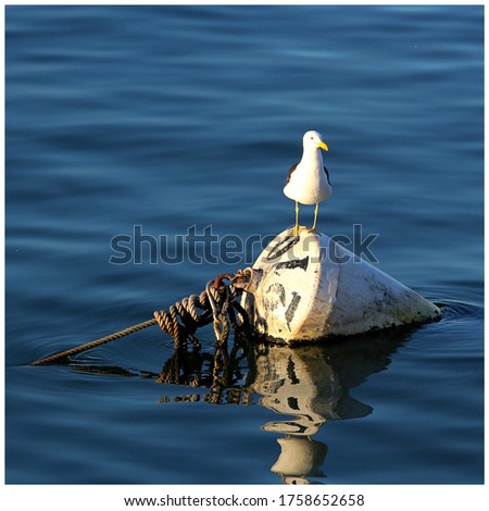 Seagull on a floating bouy