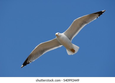 Seagull on the French coast