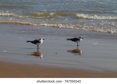 Seagull On The Gulf Coast In Texas USA